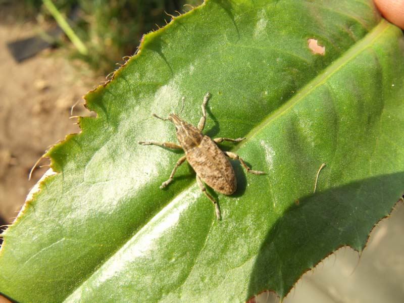 Curculionide lacustre maremmano da ID: Cleoninae